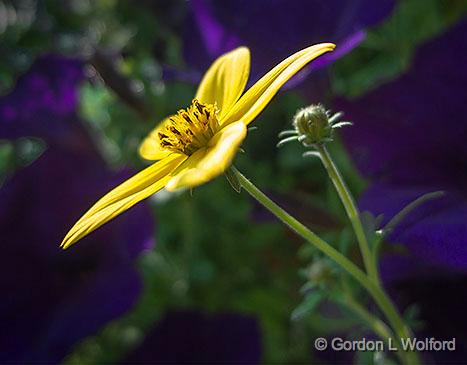 Yellow Flower_00498.jpg - Photographed at Smiths Falls, Ontario, Canada.